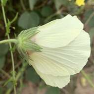 Image de Pavonia senegalensis (Cav.) Leistn.