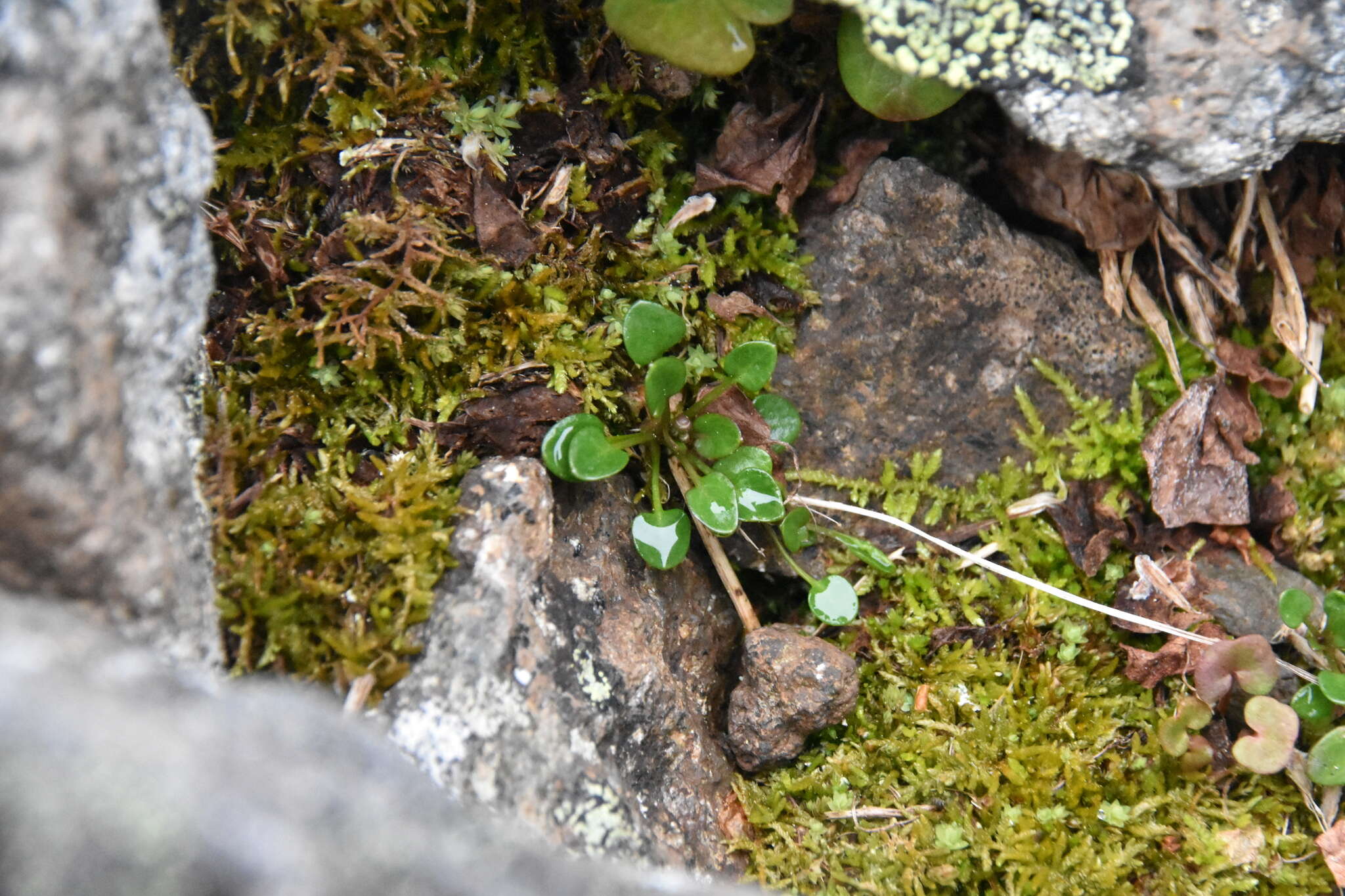 Image of alpine cress