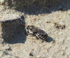 Image of Mason bee