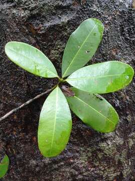 Image de Abricotier des Antilles