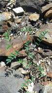 Image of Robbins' milkvetch