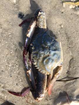 Image of blotched swimming crab