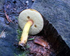 Image of Aureoboletus roxanae (Frost) Klofac 2010