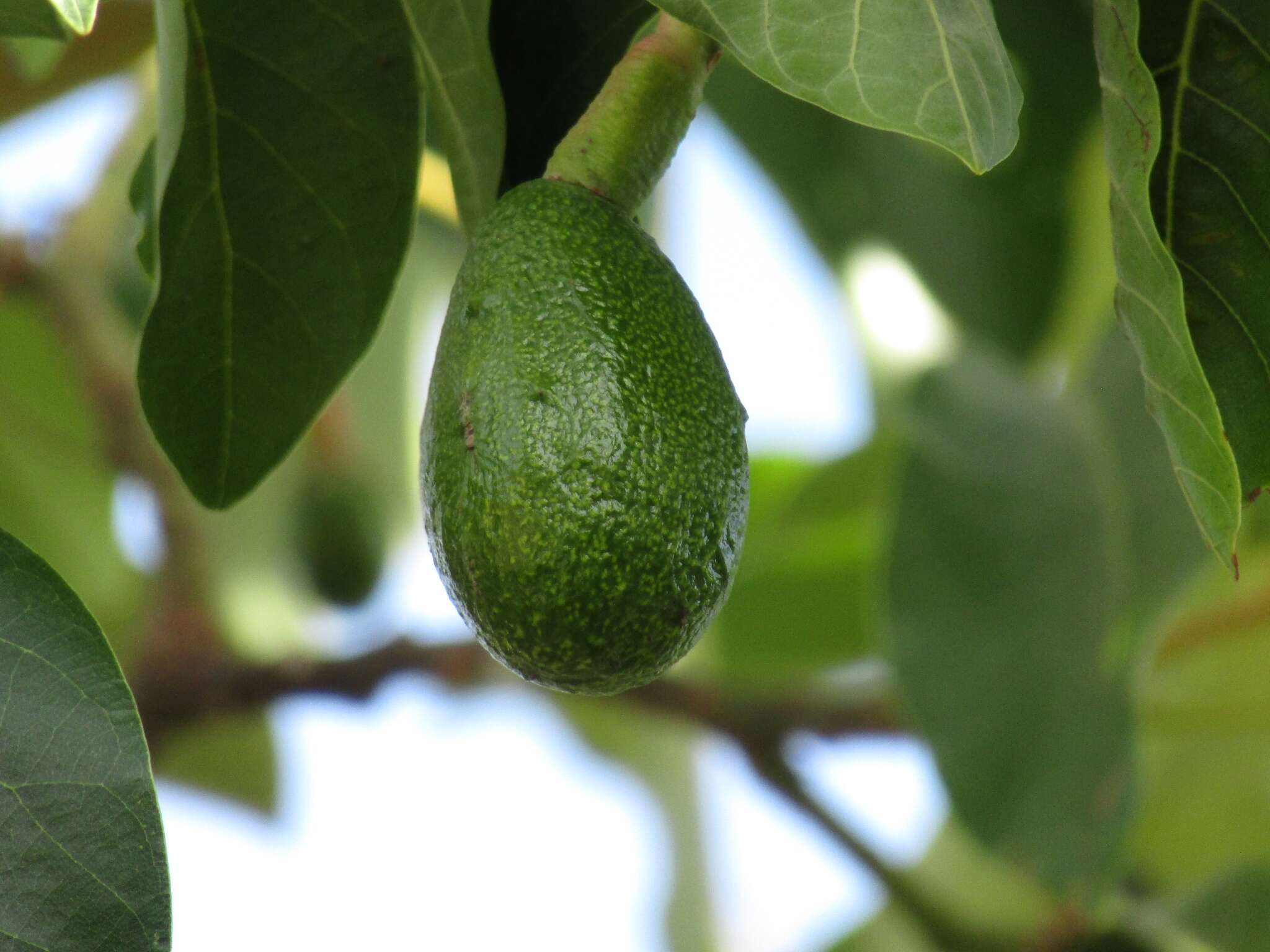 Image de avocatier