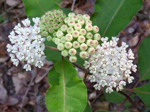 Image of redring milkweed