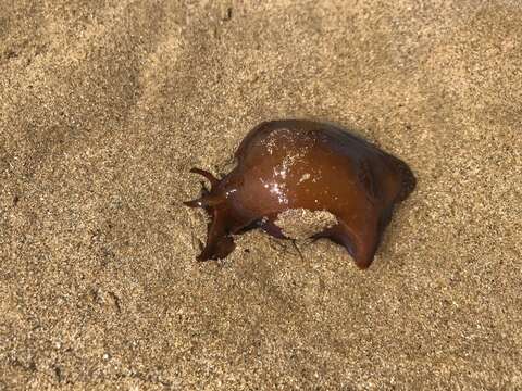 Image of spotted sea hare