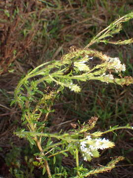 Image of Dischisma ciliatum (Berg.) Choisy