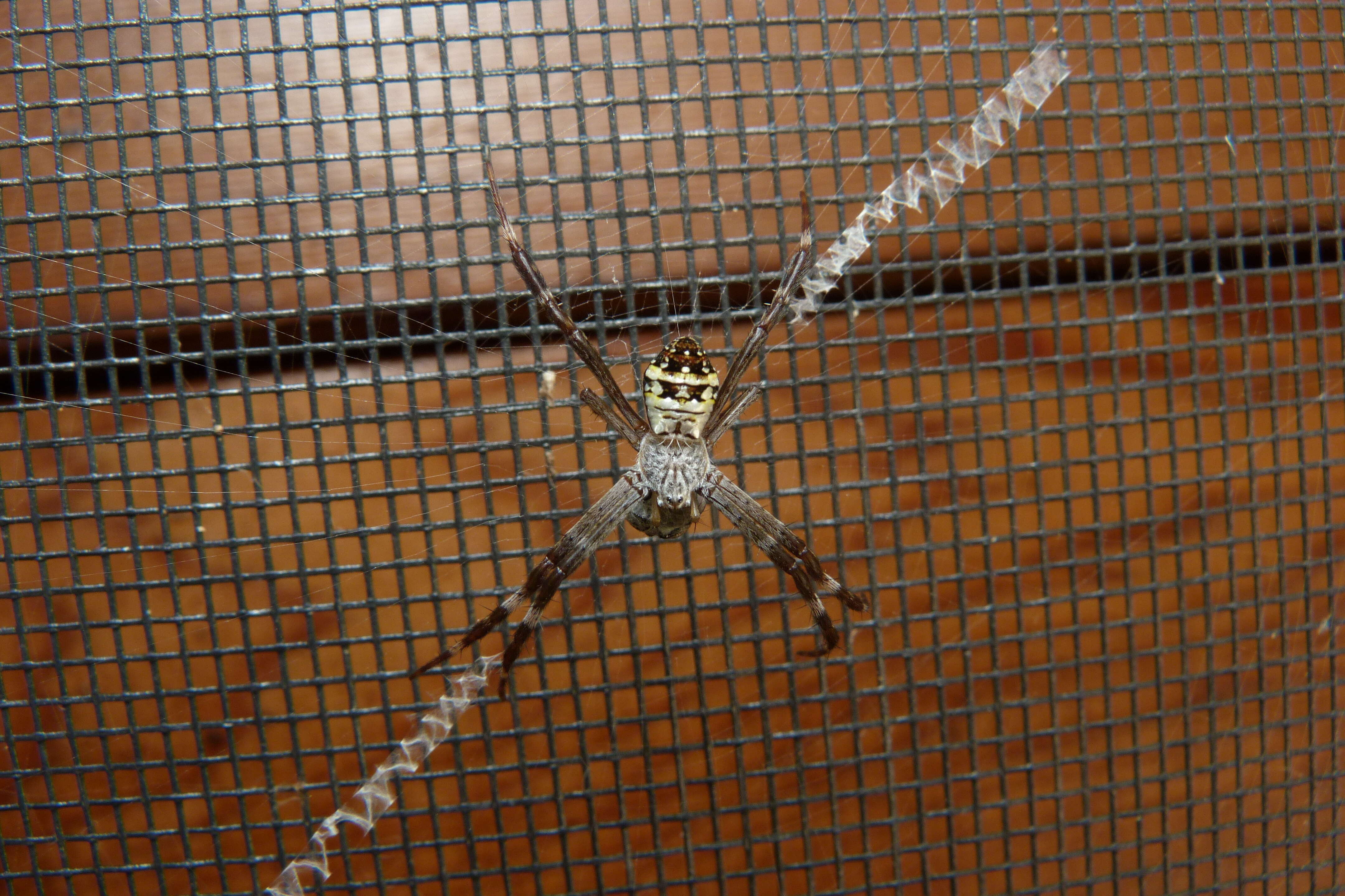 Image of St Andrews cross spider