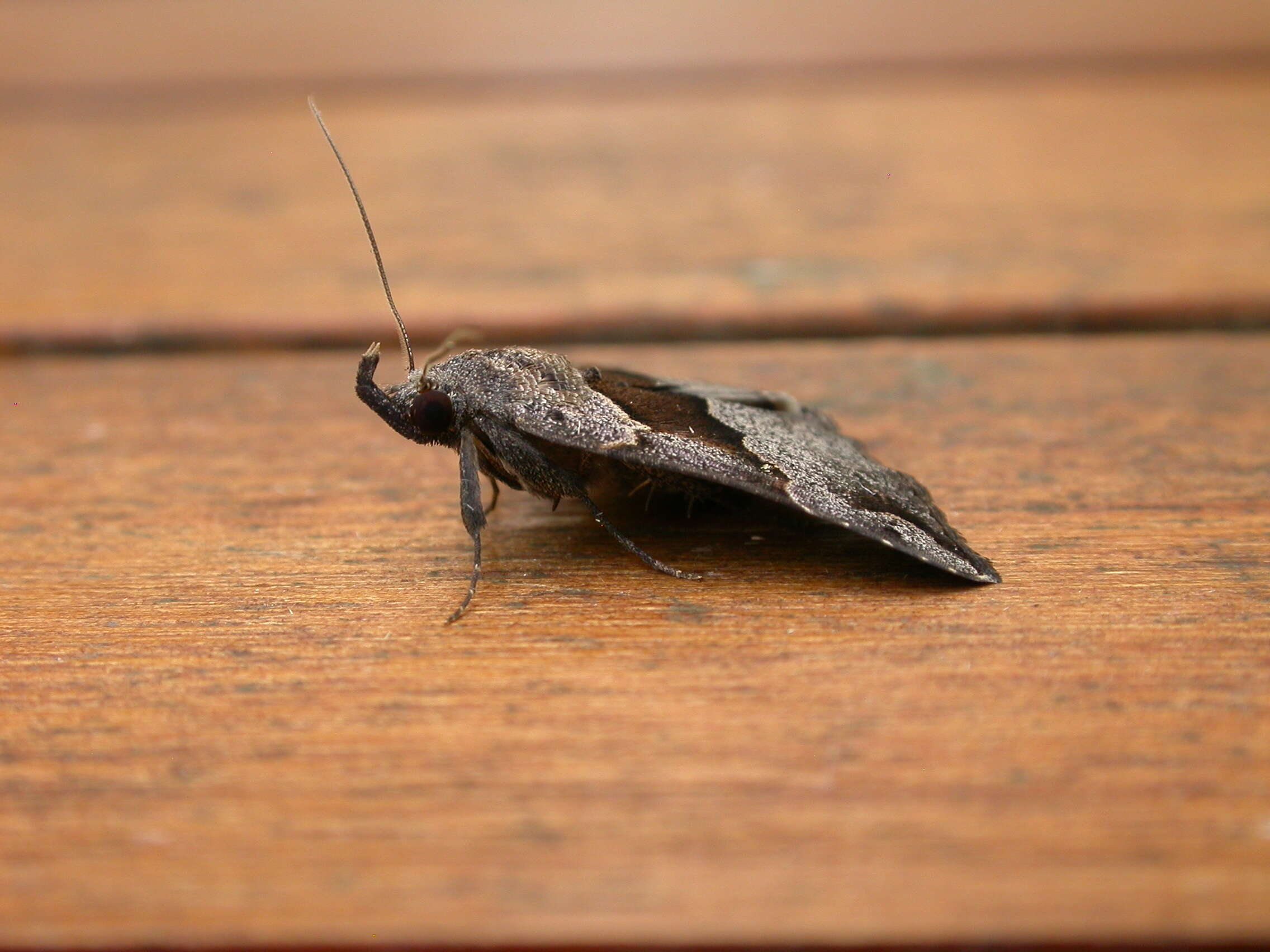 Image of Hypena gonospilalis Walker 1866