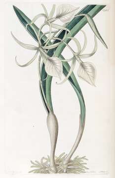 Image of lady of the night orchid