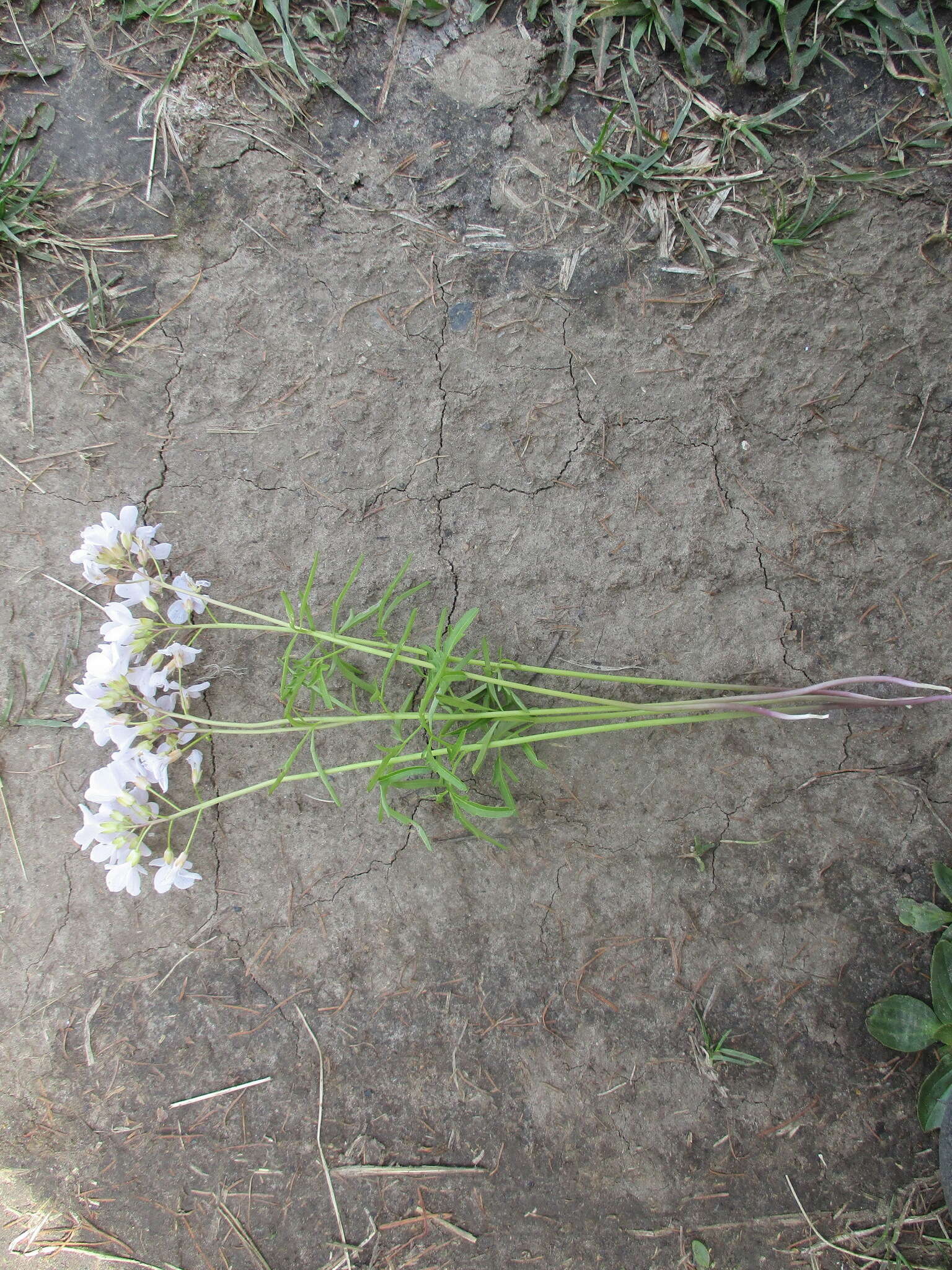 Imagem de Cardamine trifida (Lam. ex Poir.) B. M. G. Jones