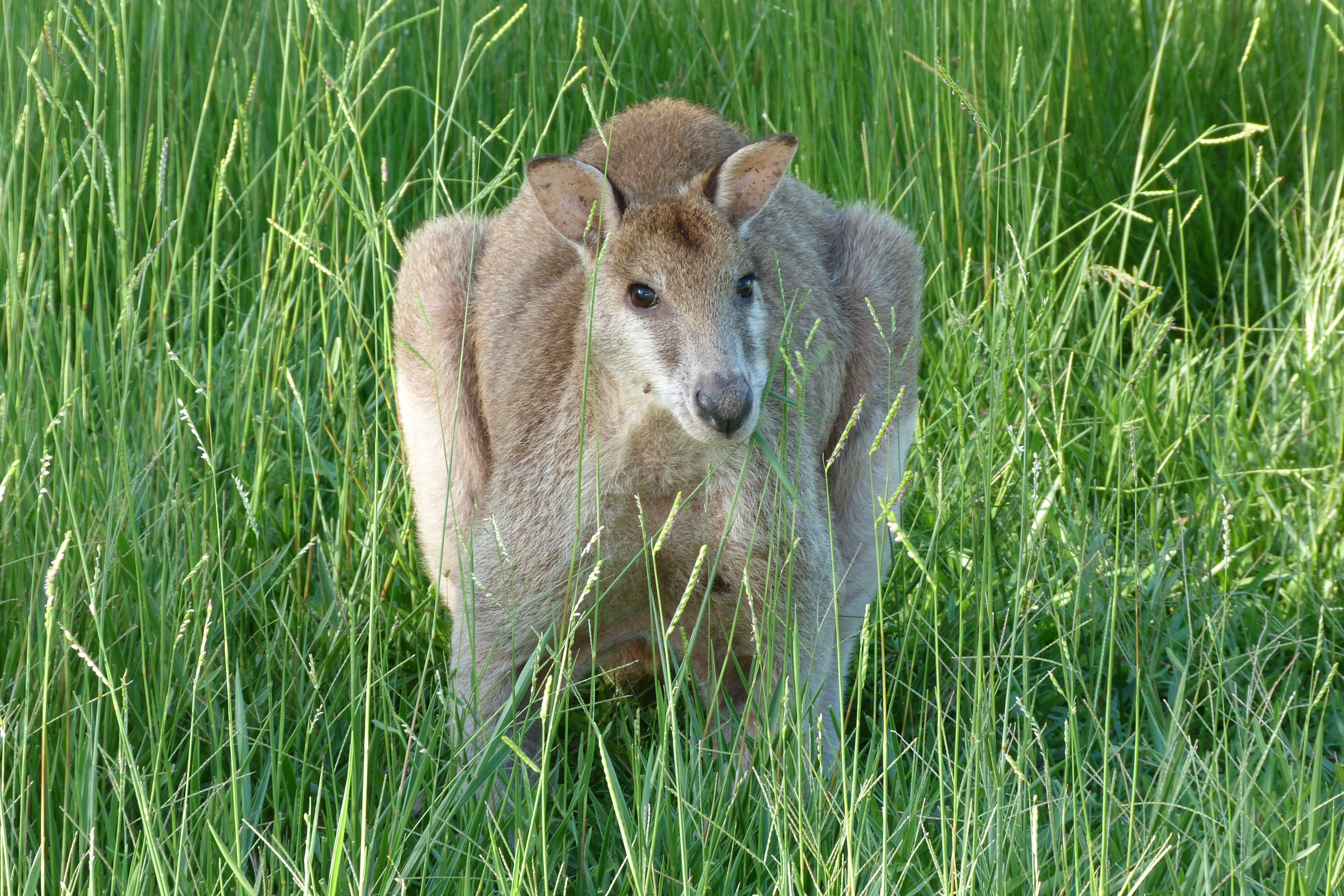 Image of Agile Wallaby