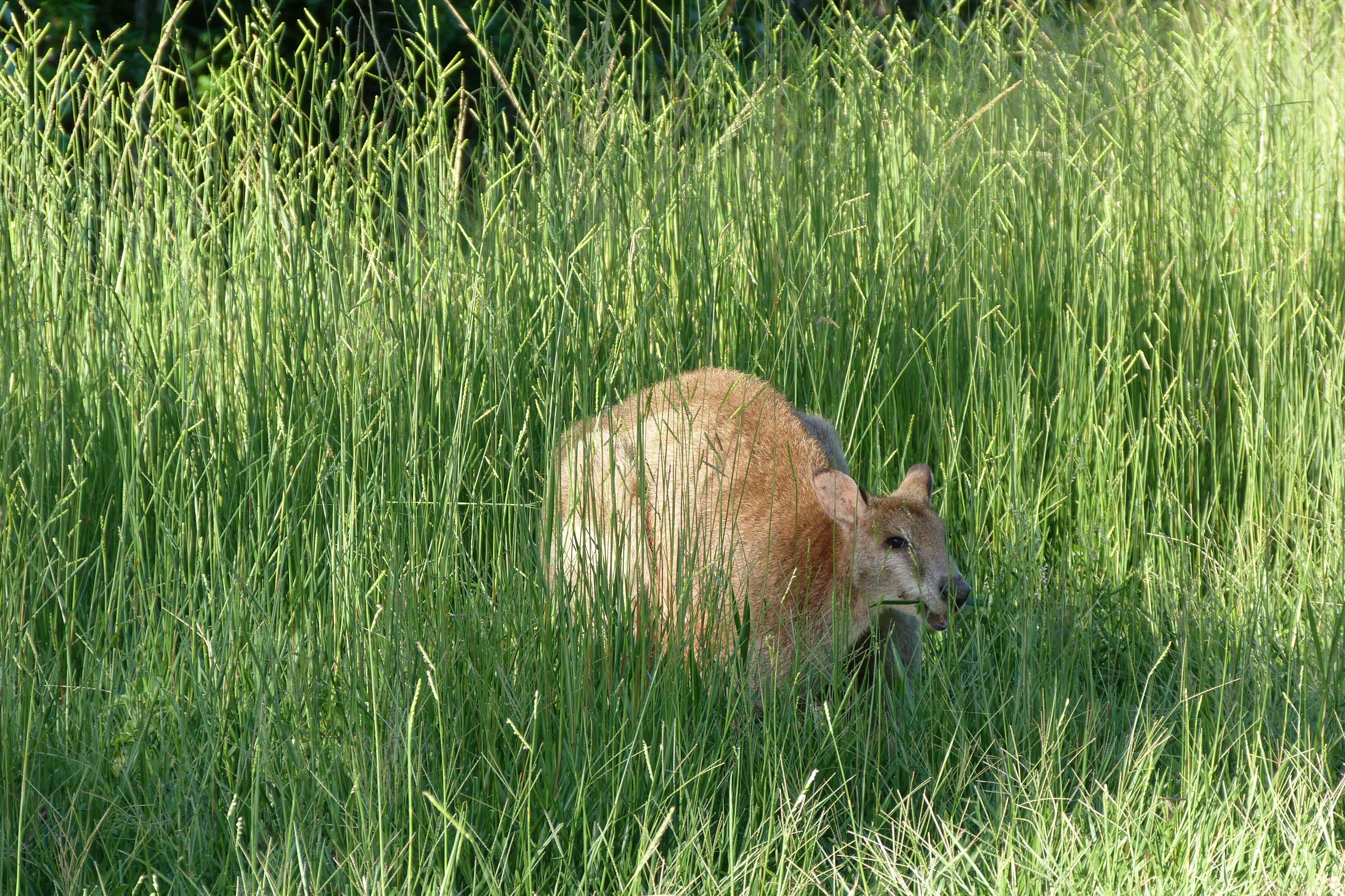 Image of Agile Wallaby