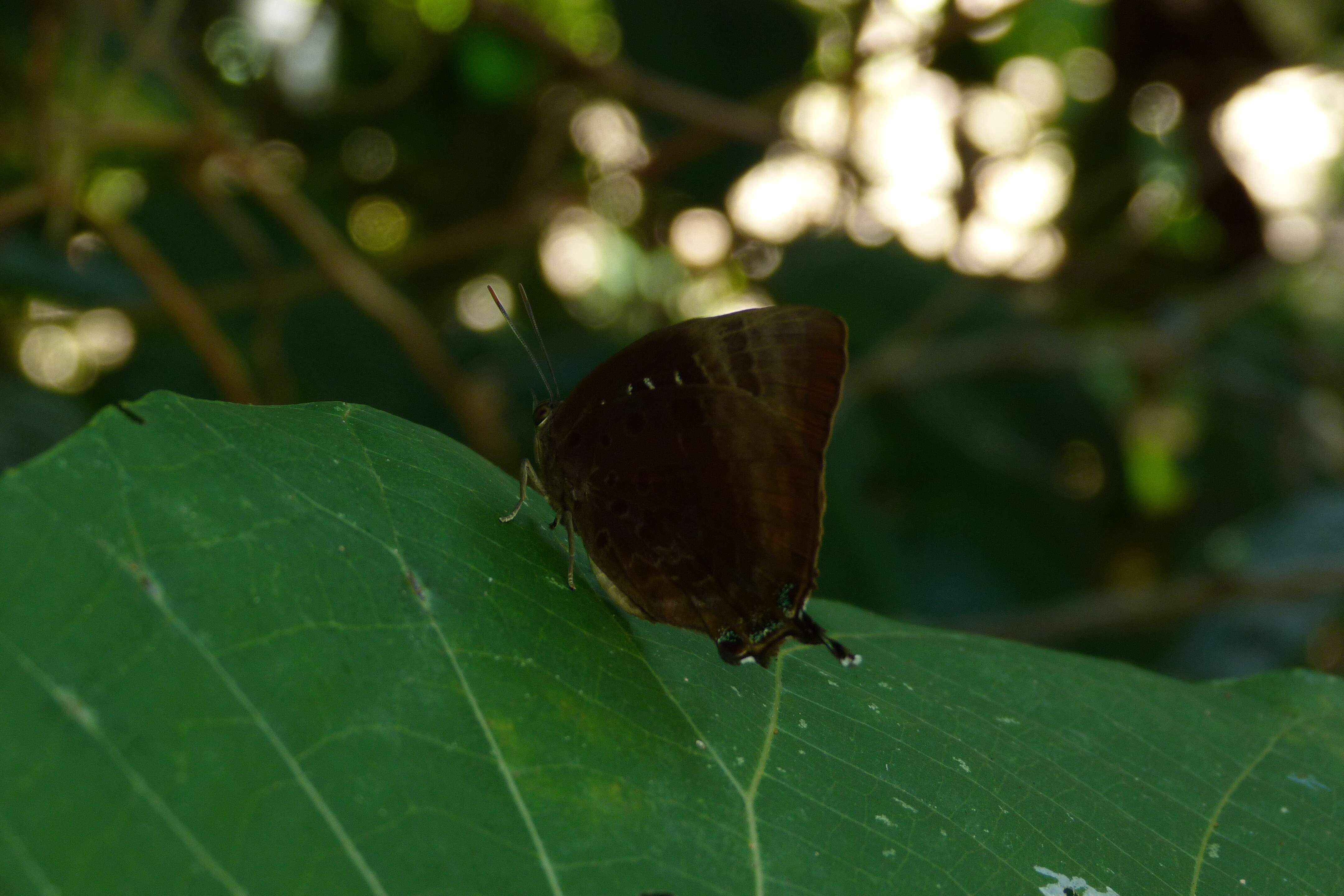 Plancia ëd Arhopala micale