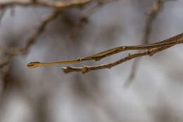 Image of Brown Whip Snake