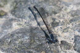 Image of Arabineura khalidi (Schneider 1988)