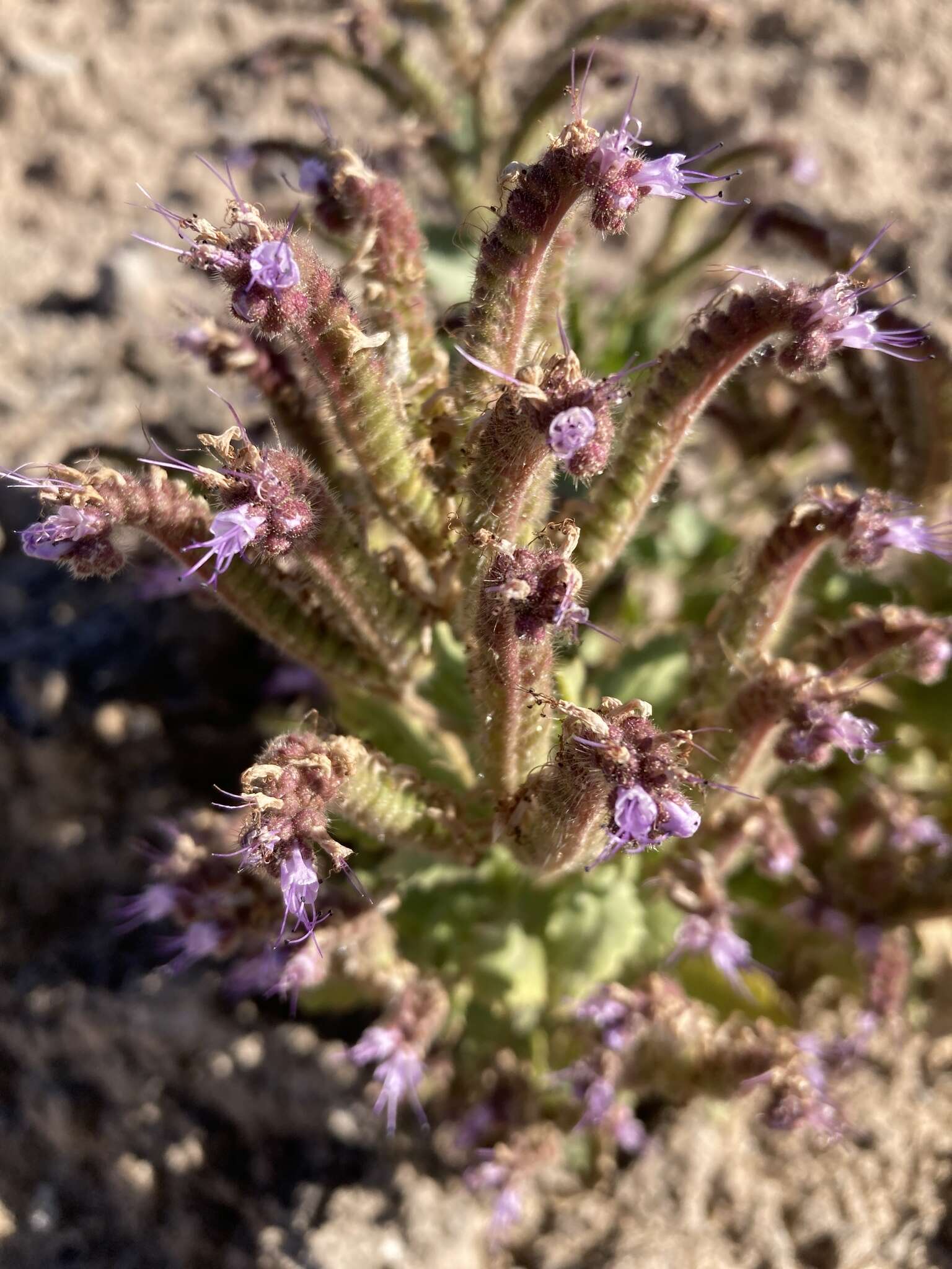 Phacelia sivinskii N. D. Atwood, P. J. Knight & Lowrey的圖片