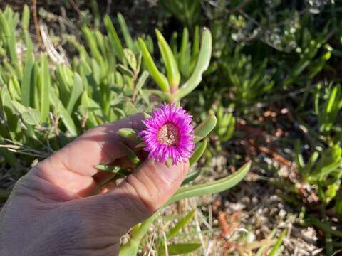 Plancia ëd Carpobrotus muirii (L. Bol.) L. Bol.