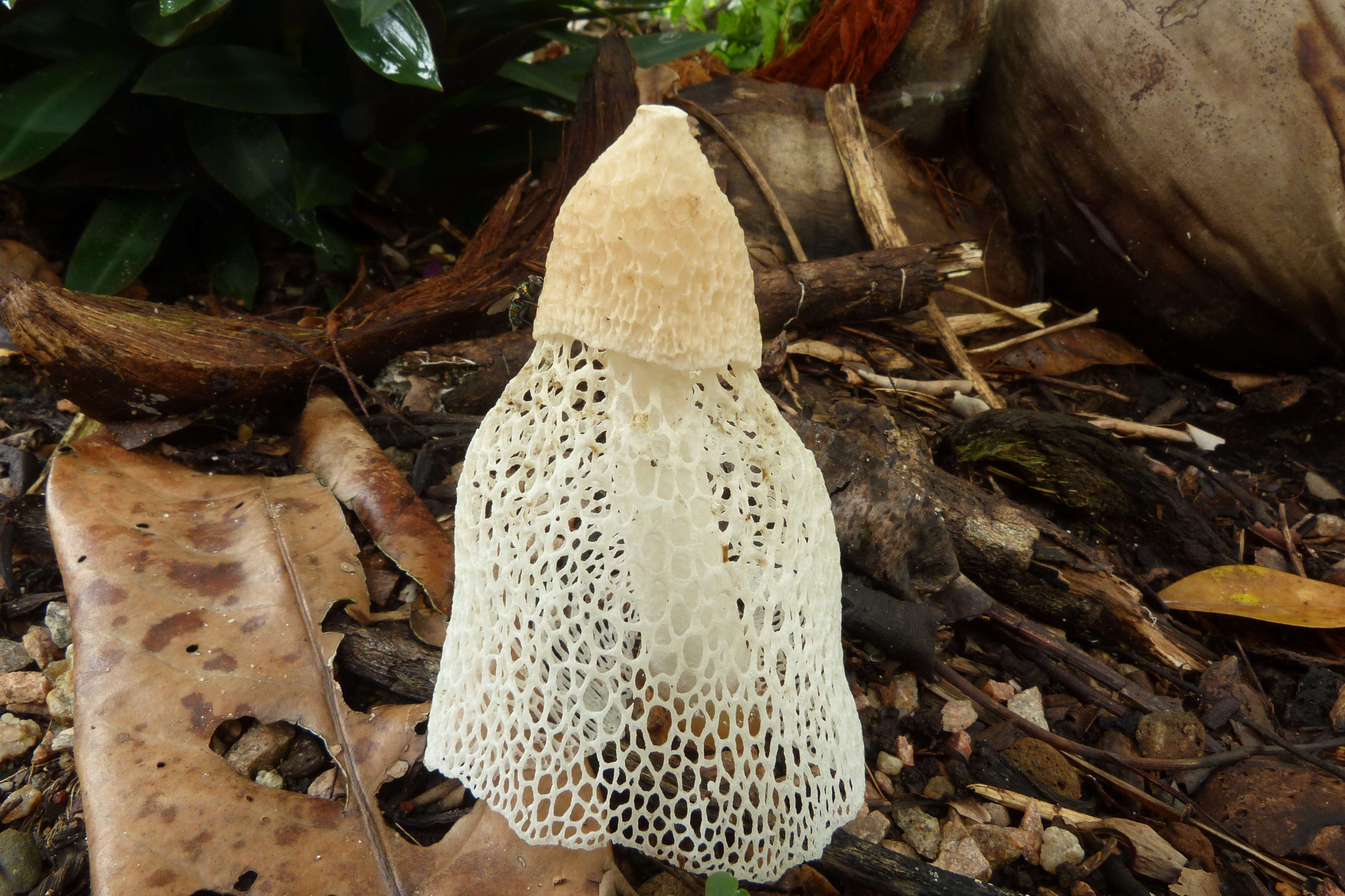 Image of Bridal veil stinkhorn