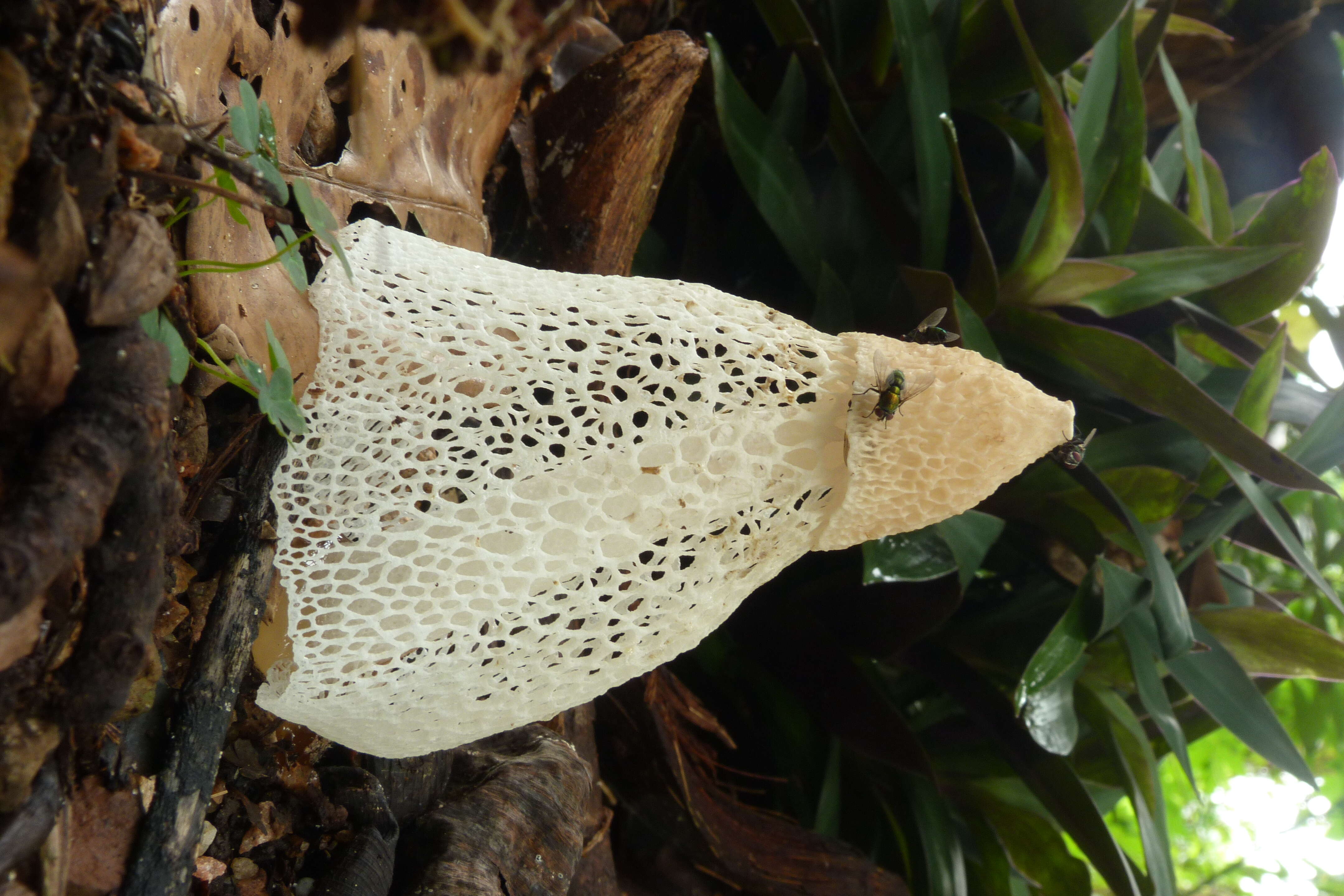 Image of Bridal veil stinkhorn