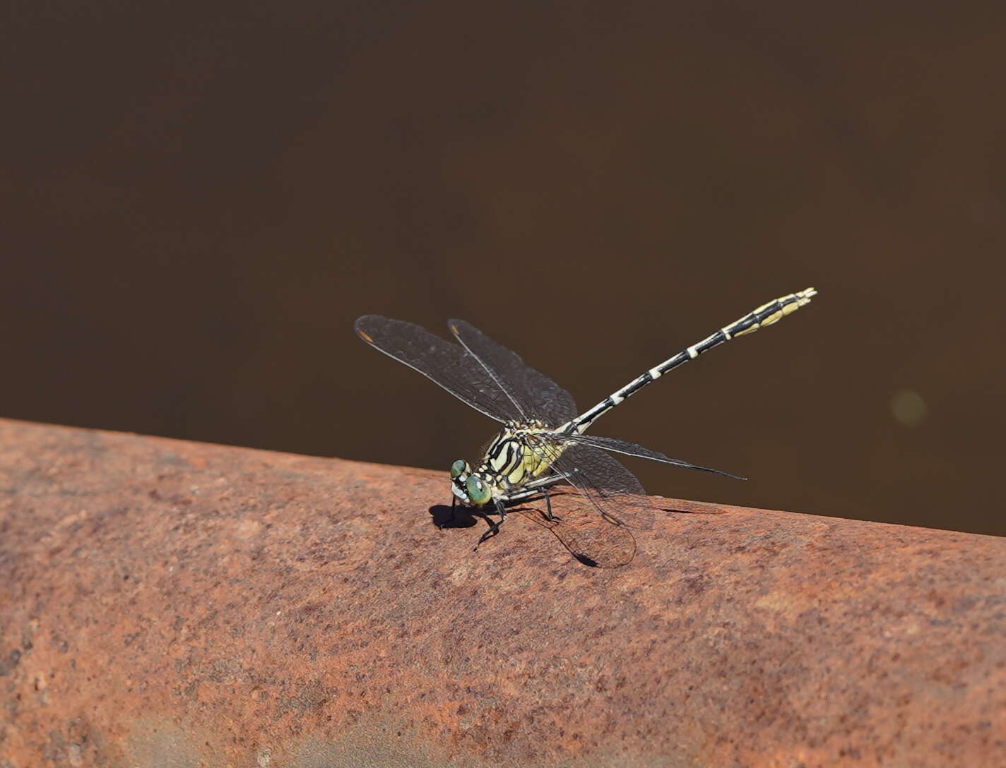 Image of Austrogomphus guerini (Rambur 1842)