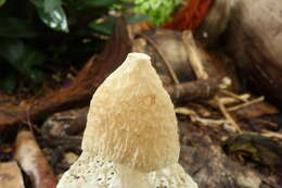 Image of Bridal veil stinkhorn