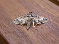 Image of Ornate Hydriris Moth