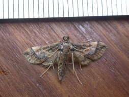 Image of Ornate Hydriris Moth