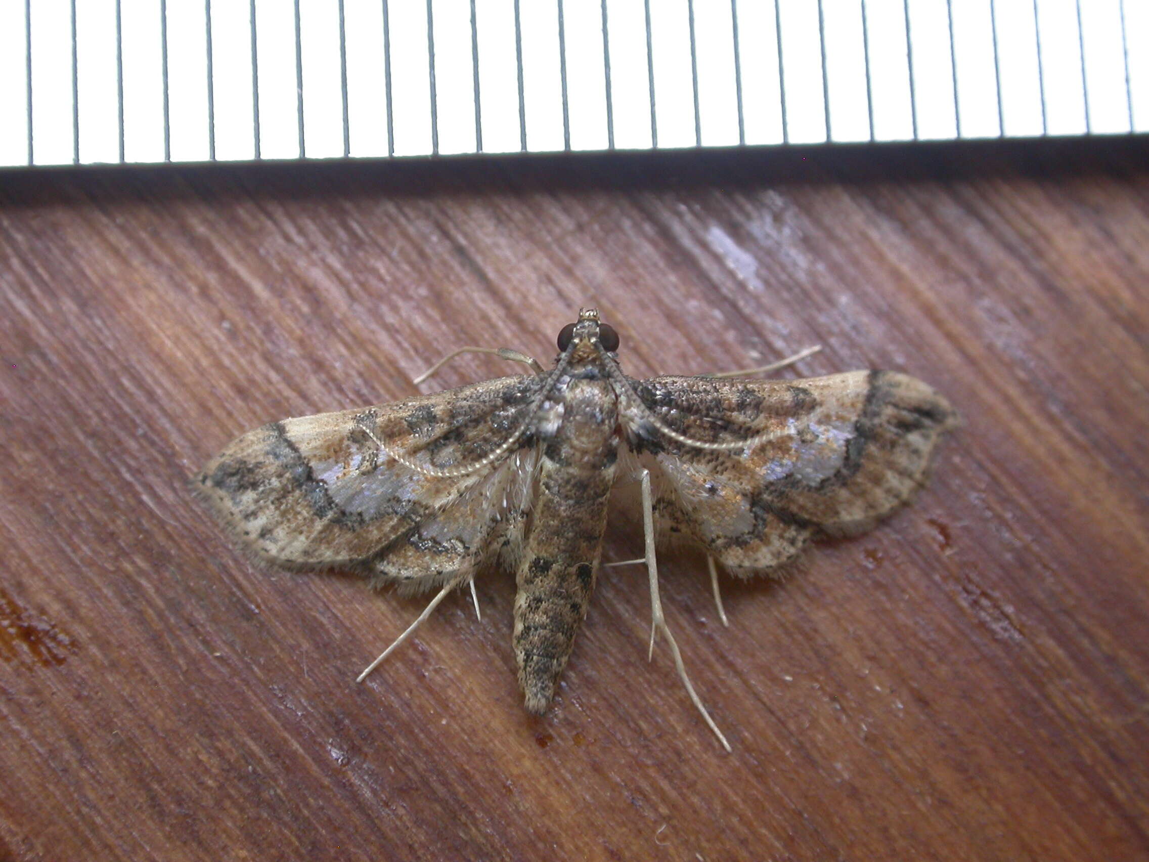 Image of Ornate Hydriris Moth