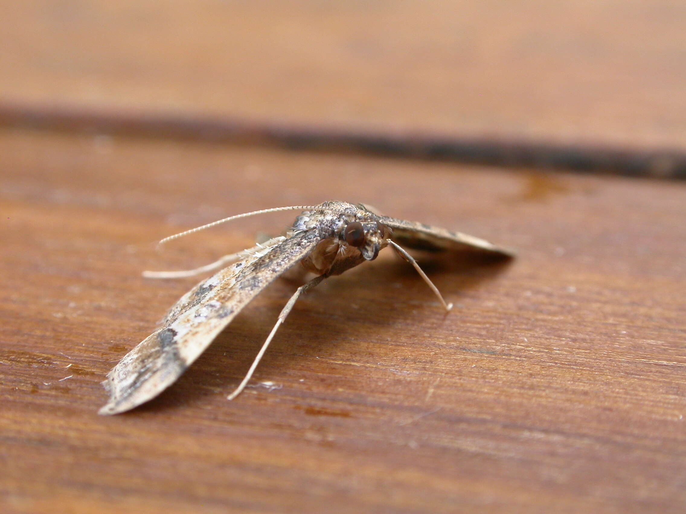 Image of Ornate Hydriris Moth