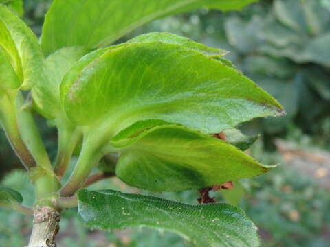 Image of Drymonia serrulata (Jacq.) Mart.