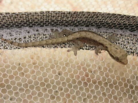 Image of Common Smooth-Scaled Gecko