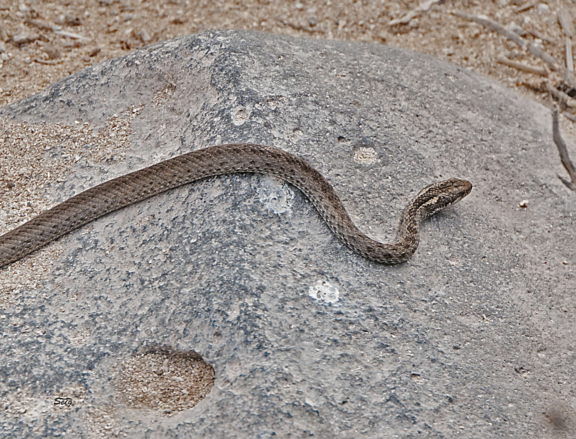 Pseudalsophis dorsalis (Steindachner 1876) resmi