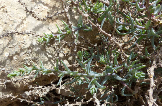 Halothamnus auriculus subsp. acutifolius (Moq.) G. Kothe-Heinrich的圖片