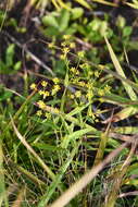 Bupleurum komarovianum O. A. Lincz. resmi