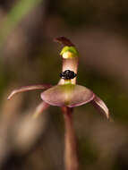 Image of Broad-Lip bird orchid