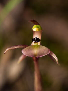 Imagem de Chiloglottis trapeziformis Fitzg.