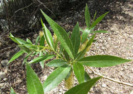 Image of greenleaf willow