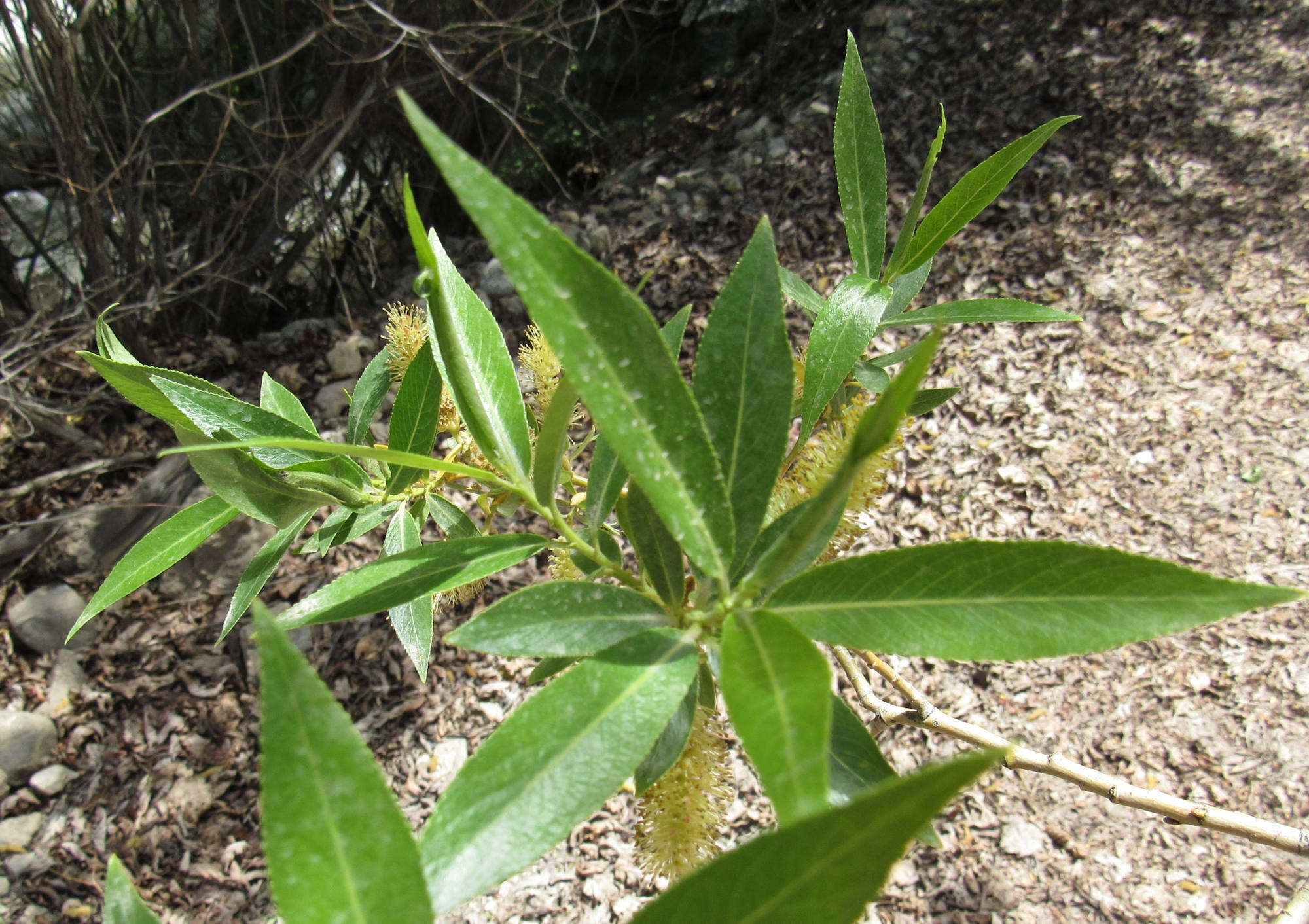 Image de Salix lucida subsp. caudata (Nutt.) G. W. Argus