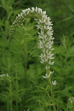 Lysimachia barystachys Bunge resmi