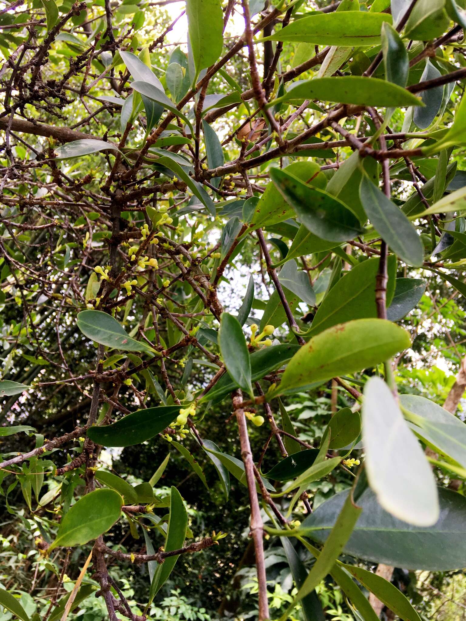 Image of Garcinia oblongifolia Champ. ex Benth.