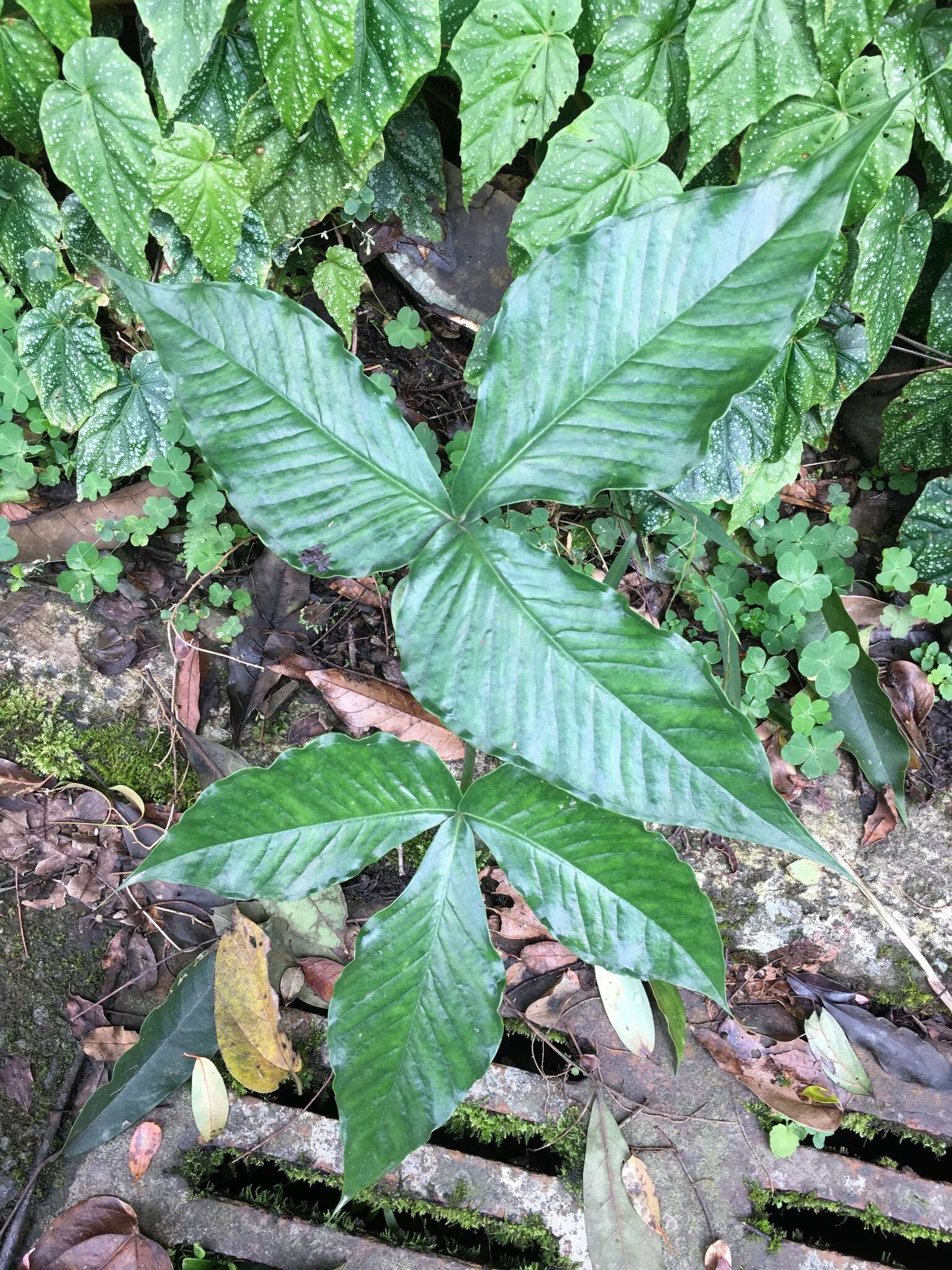 Arisaema ringens (Thunb.) Schott的圖片