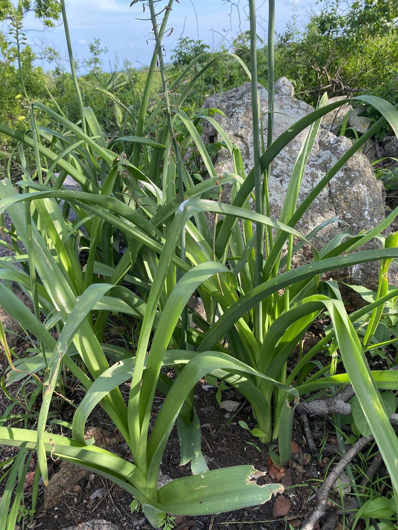 Image of Albuca abyssinica Jacq.