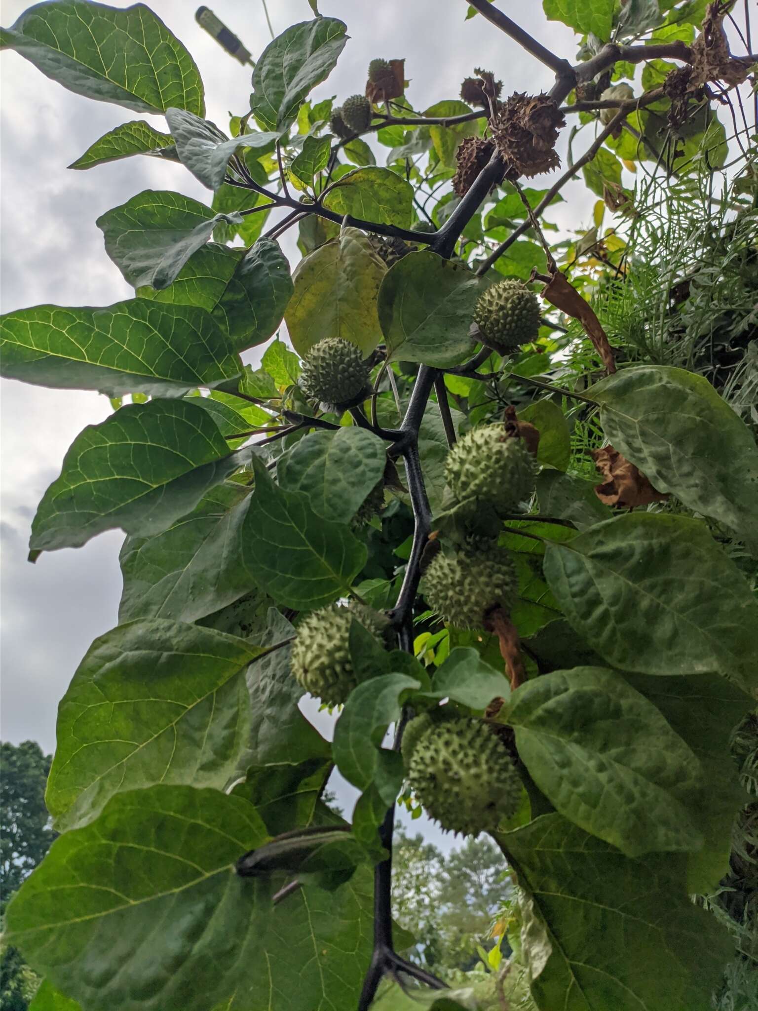 Imagem de Datura metel L.