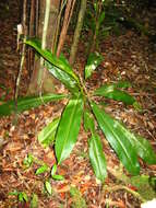 Image of Fanged pitcher plant