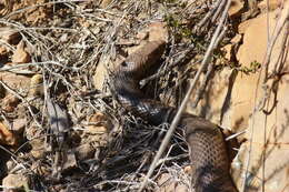 Image of Eastern brown snake