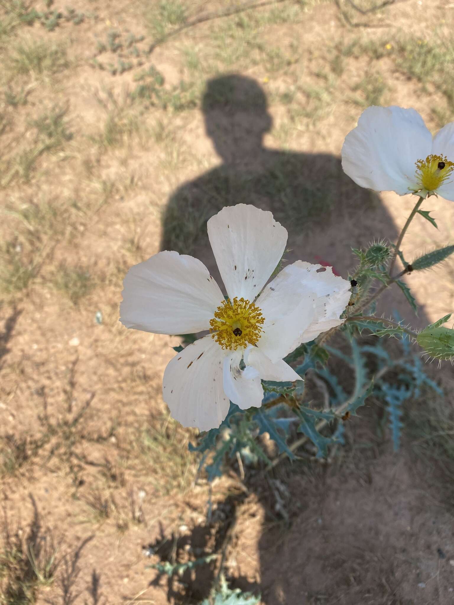 Image of southwestern pricklypoppy