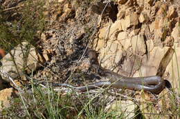 Image of Eastern brown snake