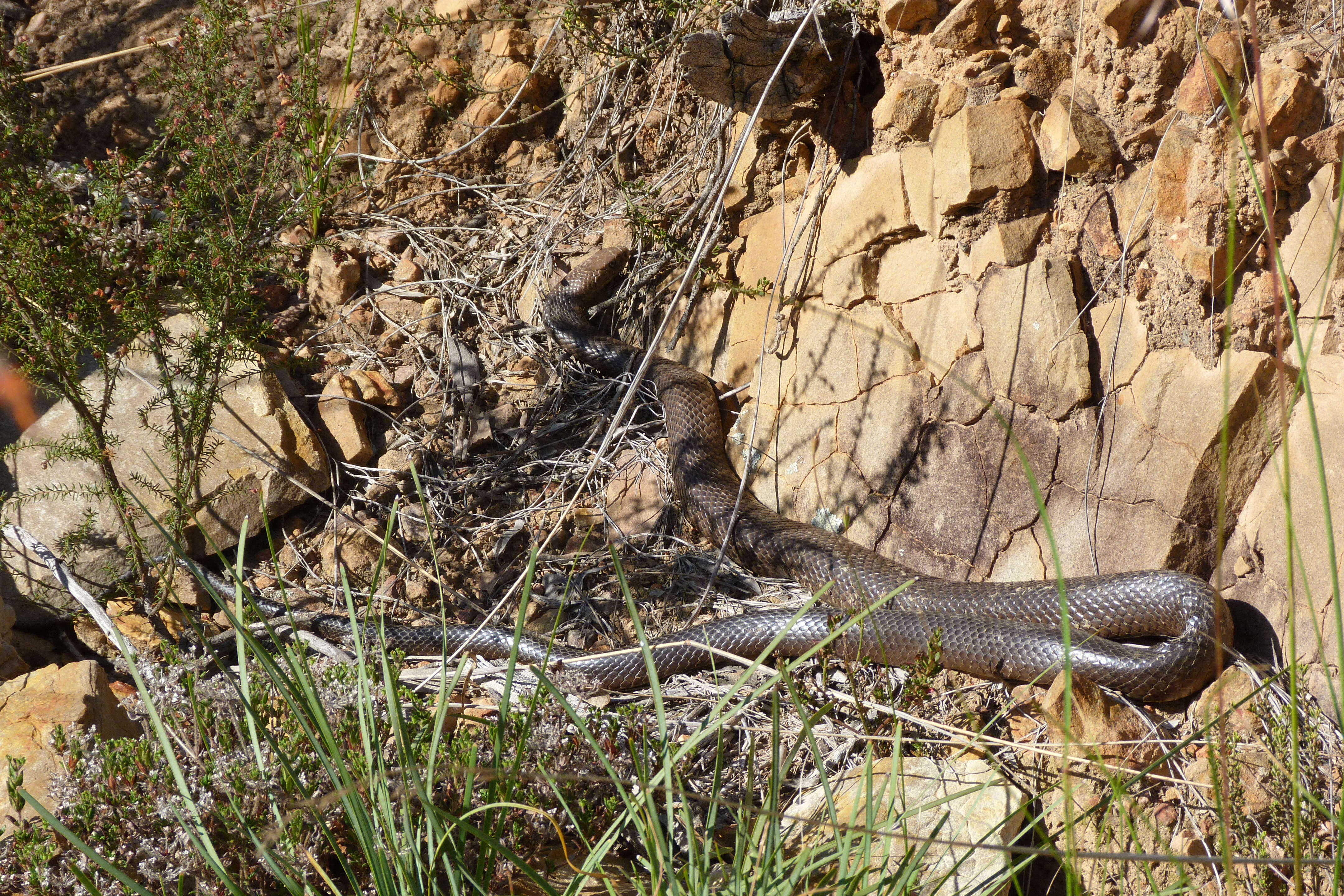 Image of Eastern brown snake