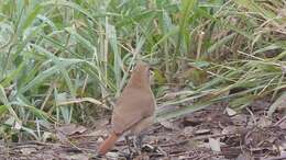 Image of Rufous Hornero